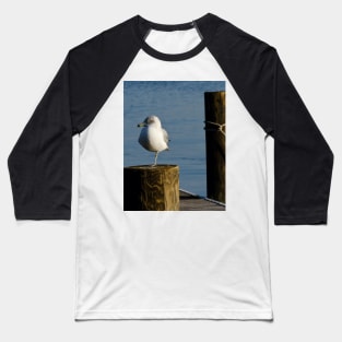 Wary Gull Baseball T-Shirt